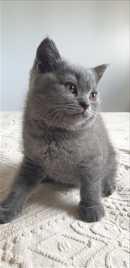 תמונה 1 ,חתולים בריטי קצר שיער   גורה בריטית בת חודשיים למכירה בפתח תקווה