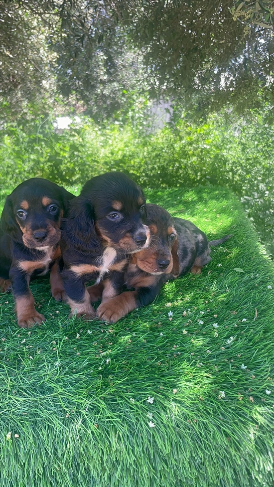 תמונה 1 ,כלבים קוקר ספנייל   קוקר ספניאל רוסי למכירה באלון הגליל