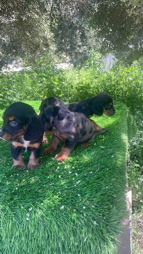 תמונה 4 ,כלבים קוקר ספנייל   קוקר ספניאל רוסי למכירה באלון הגליל