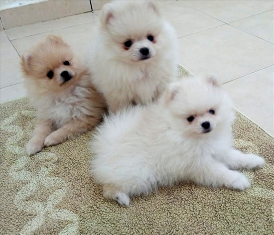 תמונה 1 ,כלבים פומרניאן   חמודים למכירה בנתיבות