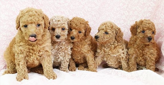 תמונה 1 ,כלבים פודל   פודל קיגג רויאל למכירה בגדרה
