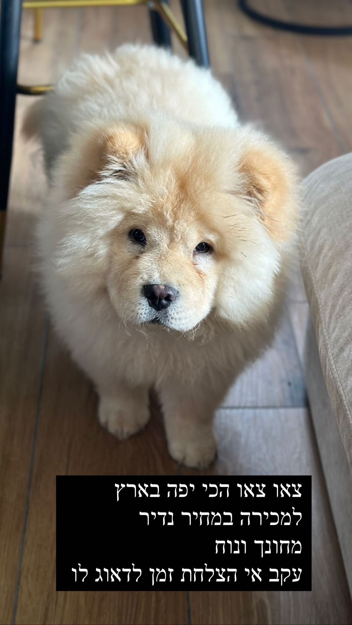צ`או צ`או למכירה ברמלה, 5 שח, מודעה 150541 | כלבים - לוח חיות מחמד | הומלס