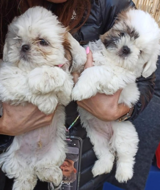 תמונה 1 ,כלבים שי צו   יסמין למכירה בתל אביב