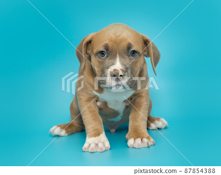 תמונה 1 ,כלבים אחר   אמריקן בולי למכירה בראשון לציון