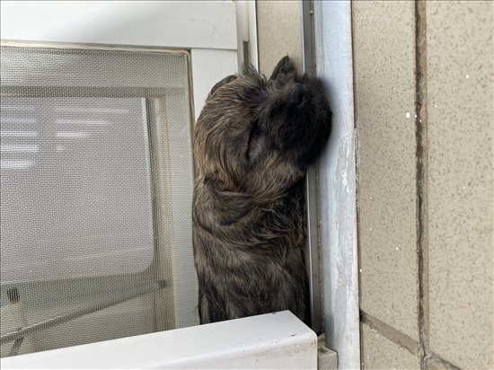 תמונה 2 ,כלבים קאירן טרייר   גורי קאירן טרייר למכירה בנס ציונה