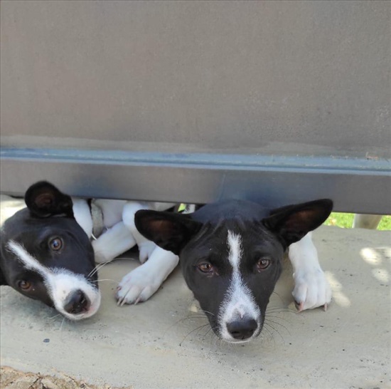 תמונה 2 ,כלבים בסנגי   בסנג'י למכירה בקצרין