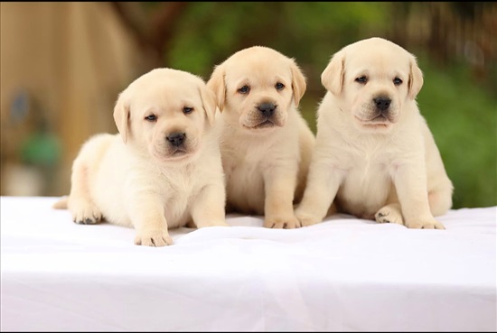 תמונה 4 ,כלבים לברדור רטריבר   לברדור רטריבר למכירה בפקיעין