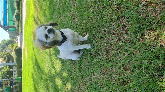 תמונה 2 ,כלבים שי צו   טאז לשידוך ביבנה