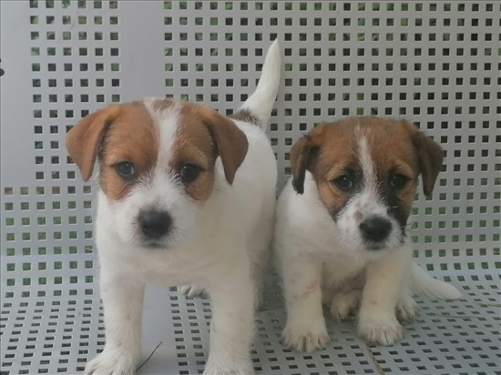 תמונה 1 ,כלבים גק ראסל טרייר   ברטה למכירה בפתח תקווה