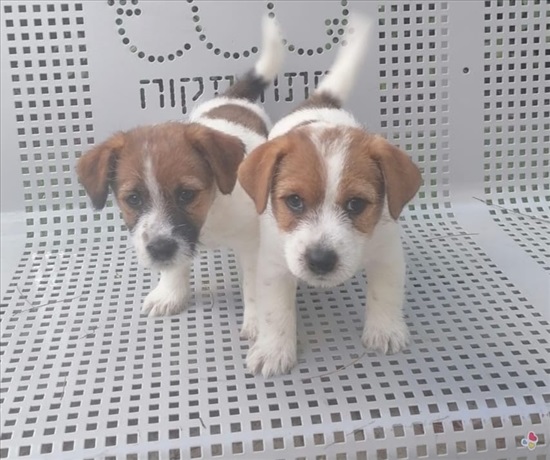 תמונה 2 ,כלבים גק ראסל טרייר   ברטה למכירה בפתח תקווה