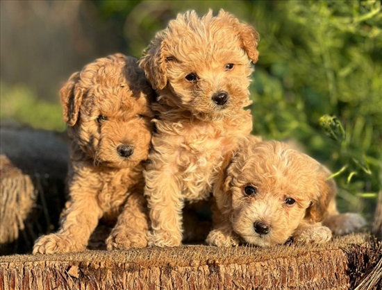 תמונה 2 ,כלבים פודל   פודל טוי גזעי למכירה בירושלים