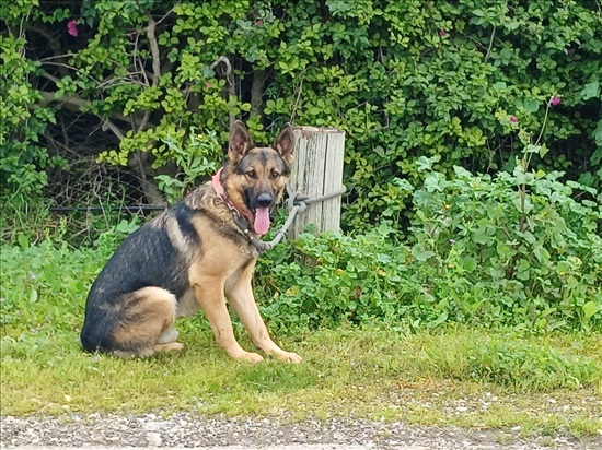 תמונה 5 ,כלבים רועה גרמני   כלב רועה גרמני למכירה בכפר טרומן