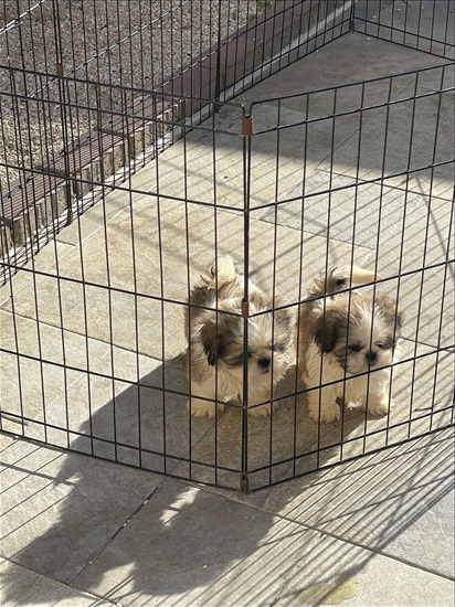 תמונה 3 ,כלבים שי צו   גורים אין שמות  למכירה בירושלים