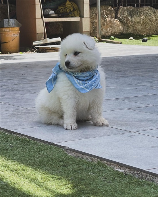תמונה 2 ,כלבים סמויד   אולגה למכירה בנצרת עילית