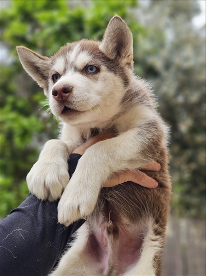 תמונה 1 ,כלבים האסקי סיביר    למכירה במעלות-תרשיחא