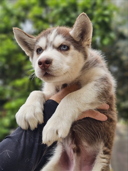 תמונה 2 ,כלבים האסקי סיביר    למכירה במעלות-תרשיחא
