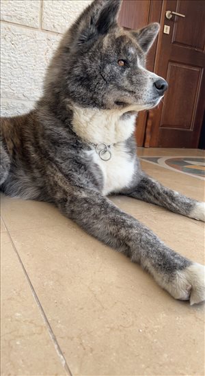 כלבים אקיטה יפני אשדוד והסביבה 