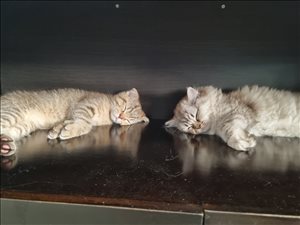 חתולים Scotish Fold חדרה והסביבה 