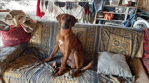 כלבים רידג`בק רודזי חדרה והסביבה 