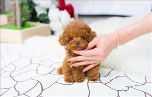 pusk 