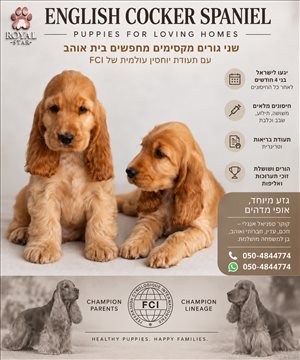 קוקר ספניאל אנגלי  