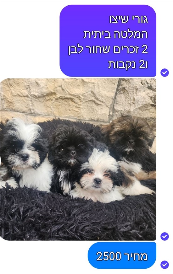 תמונה 6 ,כלבים שי צו   טניה למכירה באריאל