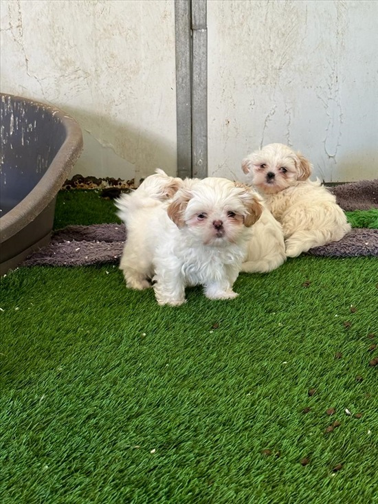 תמונה 2 ,כלבים שי צו   גורי שיצו למכירה למכירה בישרש