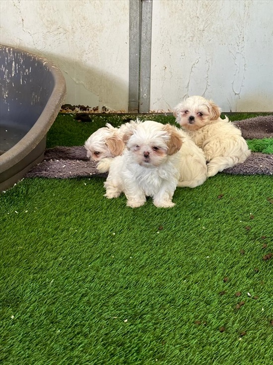 תמונה 3 ,כלבים שי צו   גורי שיצו למכירה למכירה בישרש
