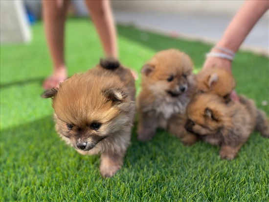 תמונה 6 ,כלבים פומרניאן   4 גורים למכירה באור עקיבא
