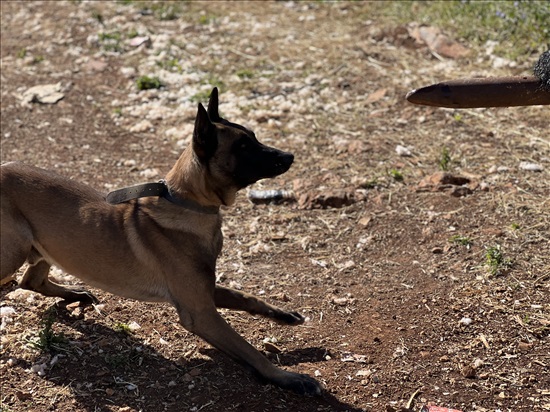 תמונה 1 ,כלבים רועה בלגי   פרינס למכירה בירכא