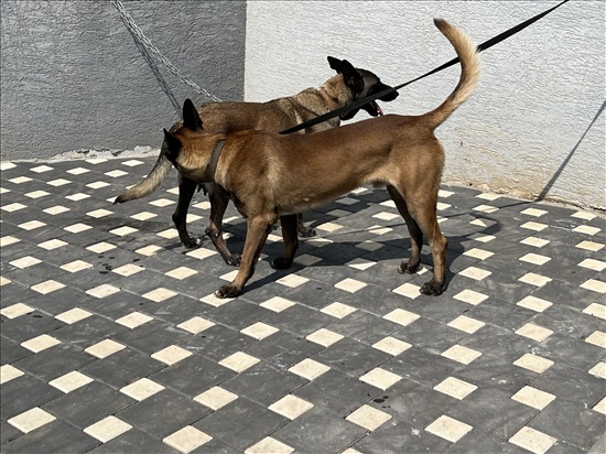 תמונה 7 ,כלבים רועה בלגי   פרינס למכירה בירכא