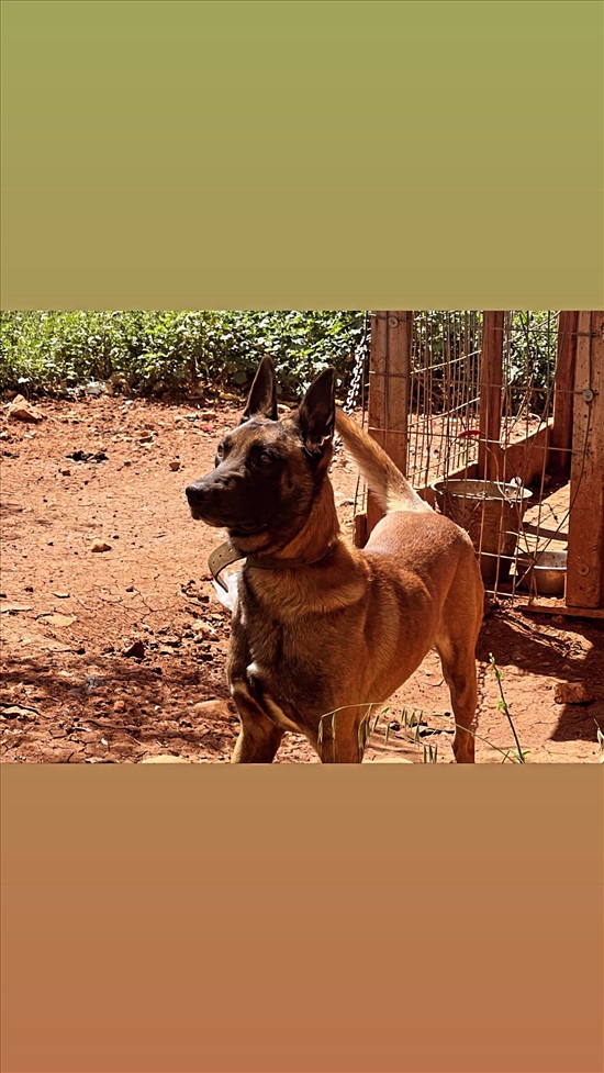 תמונה 6 ,כלבים רועה בלגי   פרינס למכירה בירכא
