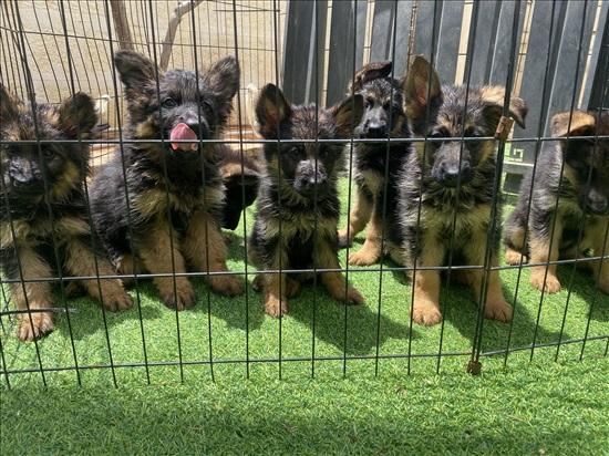 תמונה 1 ,כלבים רועה גרמני   לוקה למכירה בבאר שבע