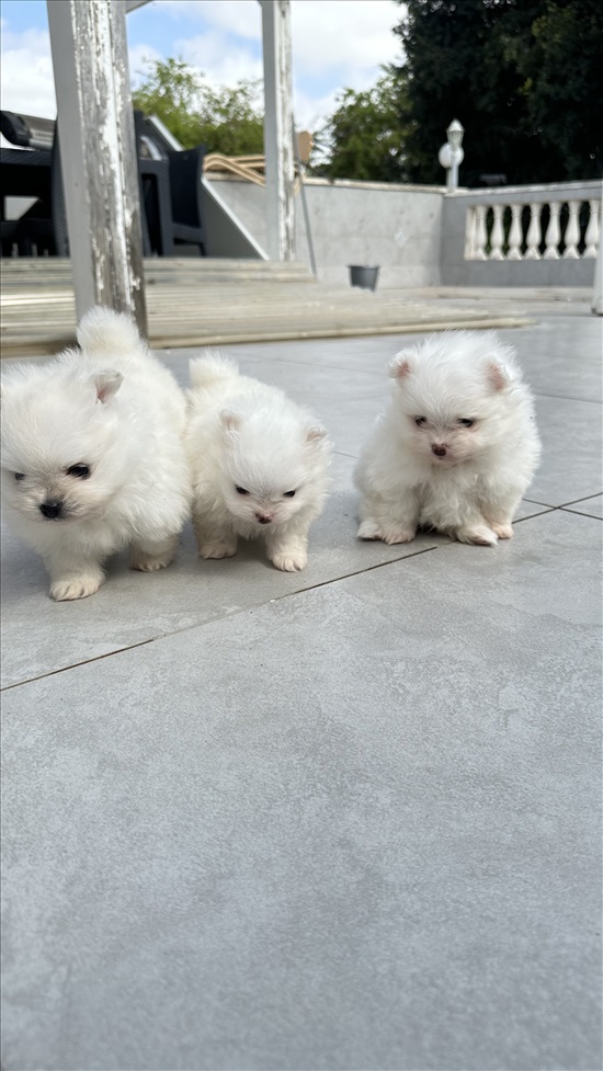 תמונה 3 ,כלבים פומרניאן   גורי פורמניין קטנים ולבנים שלג למכירה בתל אביב יפו