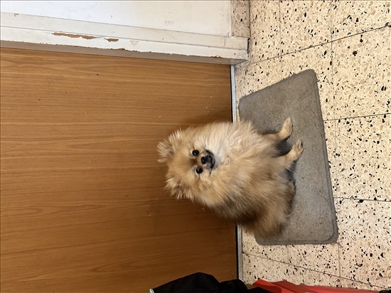 תמונה 1 ,כלבים פומרניאן   גוני לשידוך בחולון