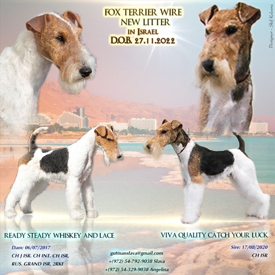 תמונה 5 ,כלבים פוקס טרייר   סלבה למכירה בערד