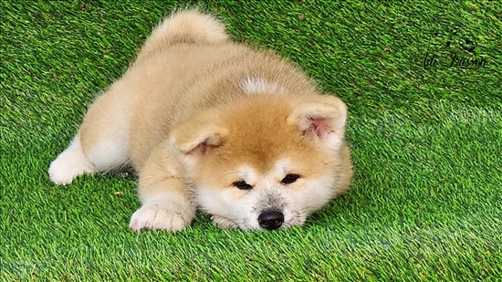 תמונה 5 ,כלבים אקיטה יפני   אקיטה אינו גורים מדהימים למכירה ביפעת
