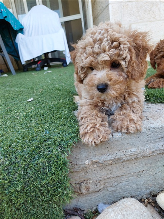 תמונה 3 ,כלבים פודל   לולה למכירה בהר אדר