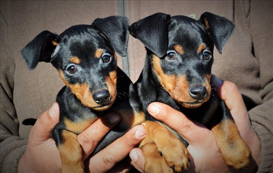 תמונה 3 ,כלבים פינצ`ר ננסי   שני זכרים  למכירה באביחיל