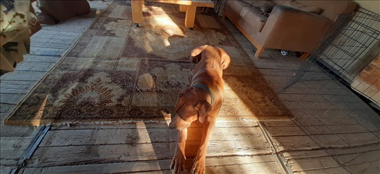 תמונה 5 ,כלבים רידג`בק רודזי   רודיזיאן רידג'בק למכירה ביתיר