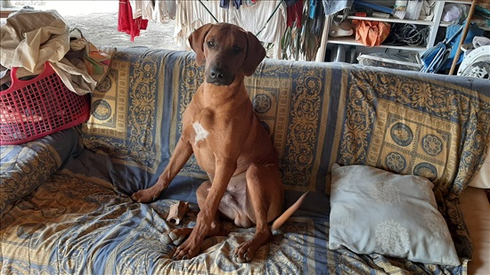 תמונה 2 ,כלבים רידג`בק רודזי   רודיזיאן רידג'בק למכירה ביתיר