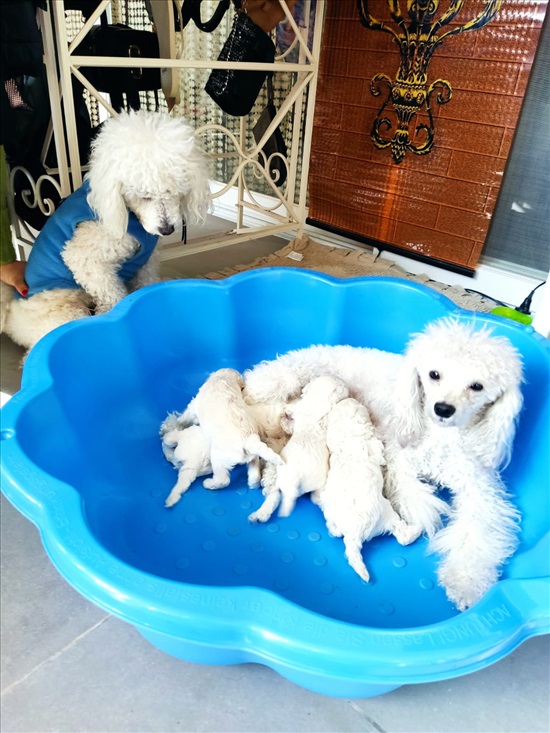 תמונה 4 ,כלבים פודל   פודל ננסי  למכירה בעפולה