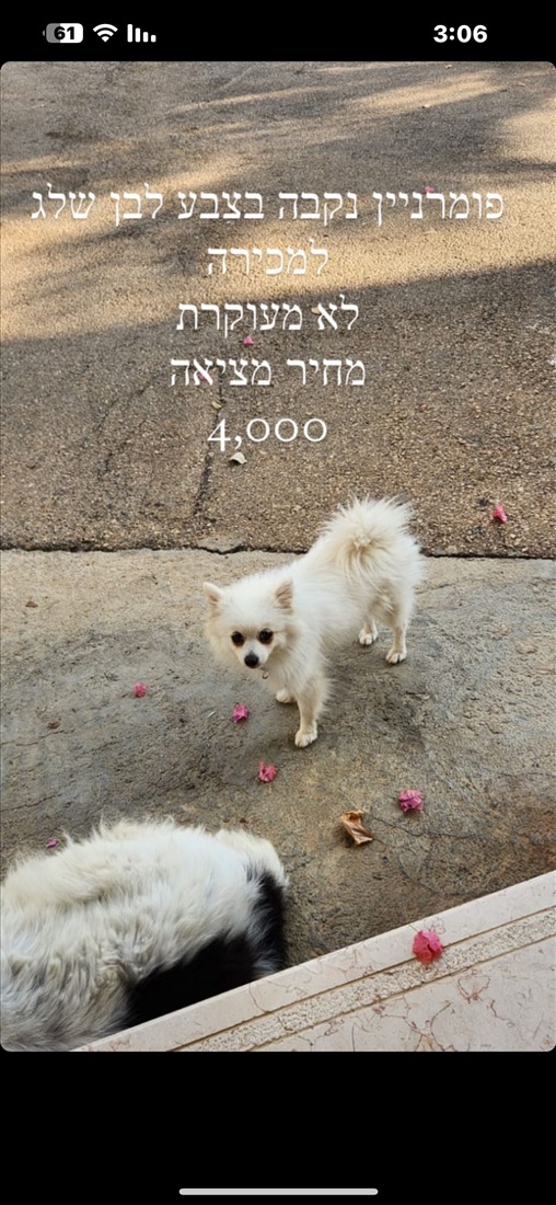 תמונה 1 ,כלבים פומרניאן   פומרניין נקבה לא מעוקרת  למכירה ביאנוח