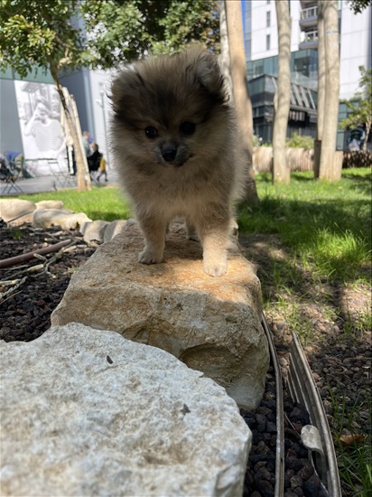 תמונה 1 ,כלבים פומרניאן   פומרניאן למכירה בתל אביב