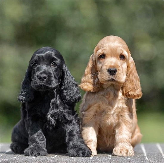 תמונה 1 ,כלבים קוקר ספנייל   קוקר ספניאל אנגלי  למכירה ברמת השרון