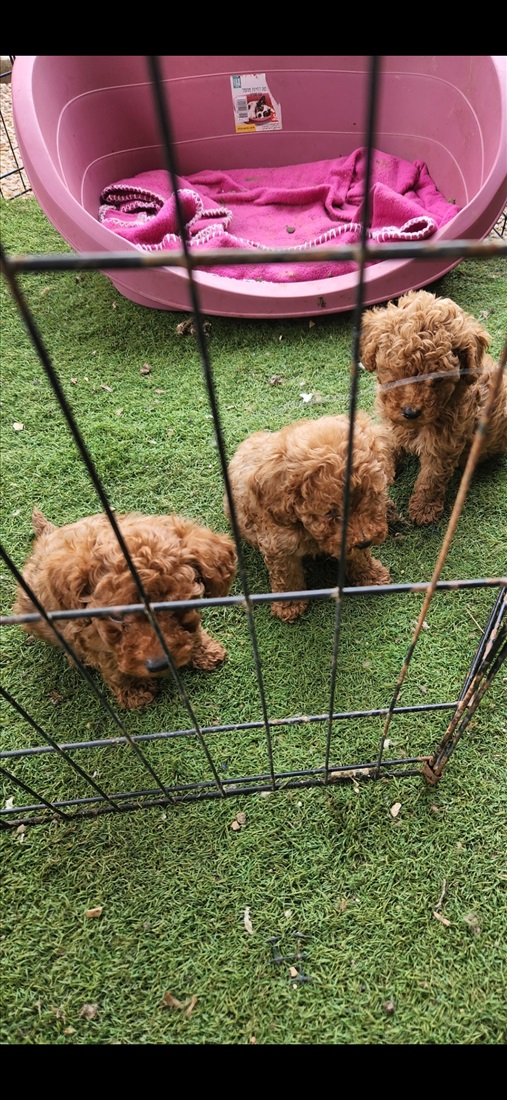 תמונה 4 ,כלבים פודל   פודל למכירה בקרית ביאליק