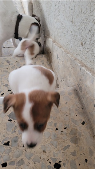 תמונה 5 ,כלבים גק ראסל טרייר    ג'ק ראסל גורים למכירה בראש העין
