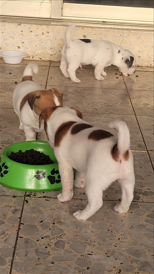 תמונה 3 ,כלבים גק ראסל טרייר    ג'ק ראסל גורים למכירה בראש העין