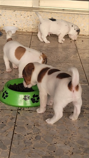 תמונה 4 ,כלבים גק ראסל טרייר    ג'ק ראסל גורים למכירה בראש העין