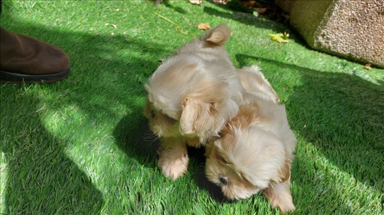 תמונה 2 ,כלבים שי צו   גורי שיצו למכירה בחולון